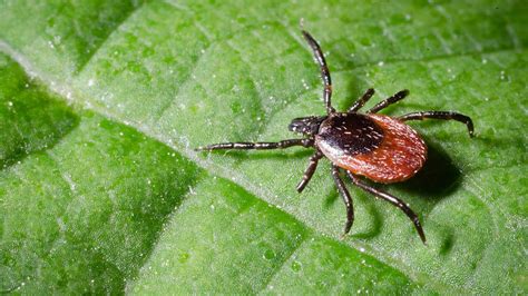 Deciphering the Cryptic Significance Behind Dreams of Ticks