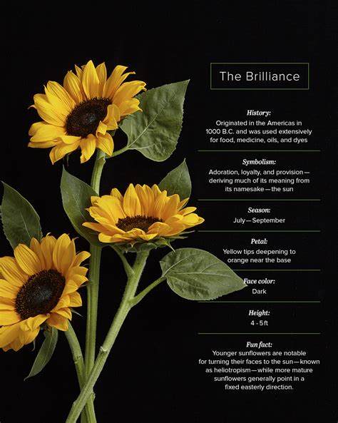 Deciphering the Enigma: Unveiling the Symbolic Potency of Sunflower Hue