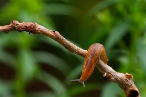 Deciphering the Enigmatic Creature: The Symbolic Significance of Slugs