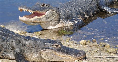 Deciphering the Enigmatic Messages of Alligator Nightmares