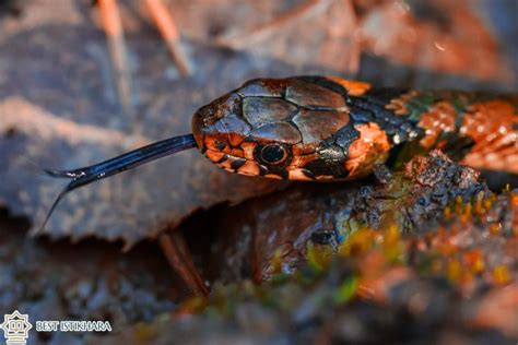 Deciphering the Hidden Connotations in Snake Bite Dreams