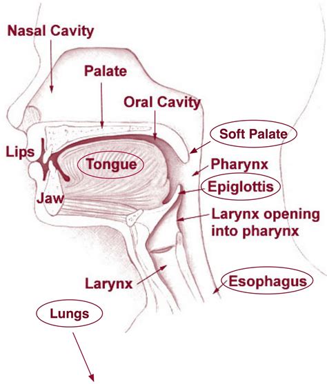 Deciphering the Hidden Language of the Oral Organ