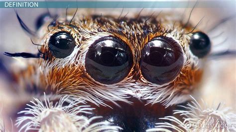 Deciphering the Hidden Meanings of Arachnid Visions