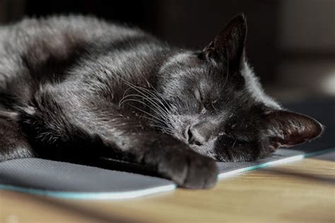 Deciphering the Hidden Messages: Unveiling the Mysteries of Feline Dreams