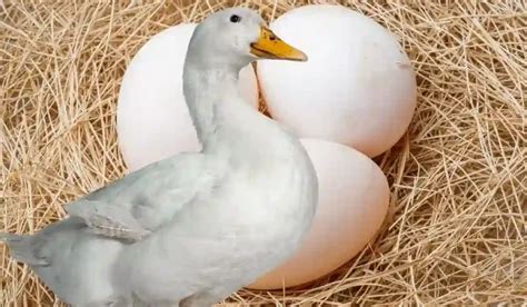 Deciphering the Hidden Messages of Duck Hatching Through Dream Analysis Techniques