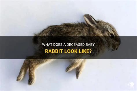 Deciphering the Implications of Departed Infant Bunny Visions