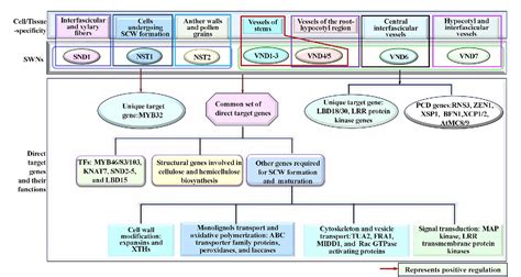 Deciphering the Intricate Network of Machination