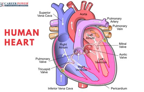 Deciphering the Language of the Cardiac System