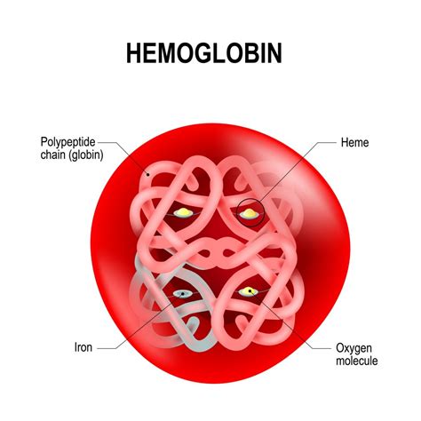 Deciphering the Meaning of Crimson Hemoglobin Carriers in Dreams