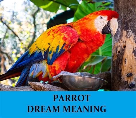 Deciphering the Meaning of a Parrot's Flight Vanishing in Dreams