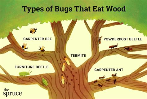 Deciphering the Meanings: Understanding the Significance of Aerial Wood-Eating Insects