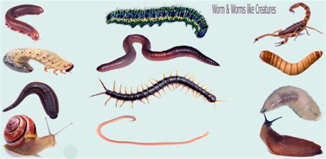 Deciphering the Meanings Behind Dreams About Aquatic Worm-like Creatures