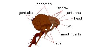 Deciphering the Meanings of Fleas Observed on Another Individual