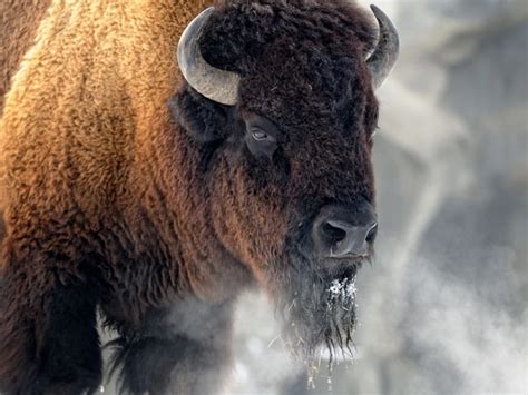 Deciphering the Messages of the Enigmatic Bison Man Dream