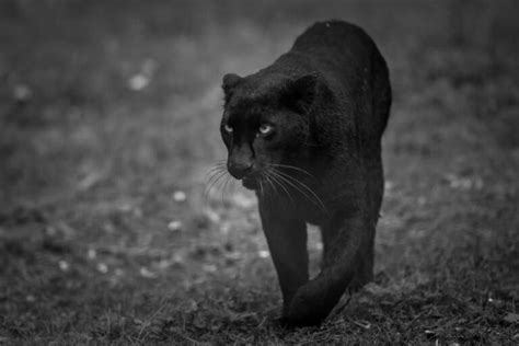 Deciphering the Mighty Black Panther Snake: Unraveling its Potent Symbolism as an Influential Portent or Cautionary Signal