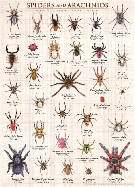 Deciphering the Puzzle: What Makes Oversized Spiders So Intriguing?