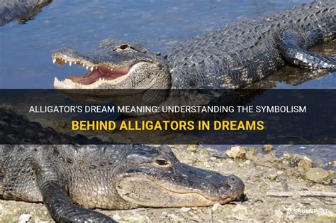 Deciphering the Significance Behind Alligators and Water in Dreams