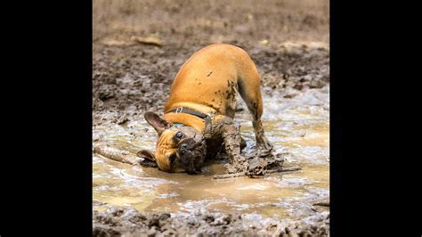 Deciphering the Significance Behind Muddy Canine Reveries