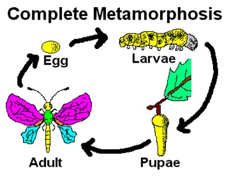 Deciphering the Significance of Animal Birthing in Personal Metamorphosis