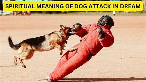 Deciphering the Significance of Canine Attacks in Reveries