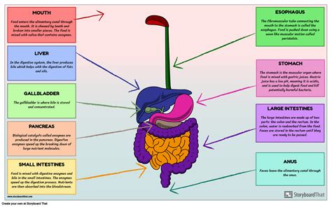 Deciphering the Significance of Fantasizing About Another Individual's Gastrointestinal Activity