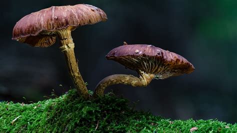 Deciphering the Significance of Fungi: Unveiling the Hidden Meanings