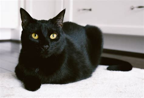 Deciphering the Significance of Multiple Ebony Felines: Unraveling the Hidden Meaning