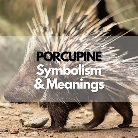 Deciphering the Significance of Pursuing Porcupines: Analyzing the Symbolism