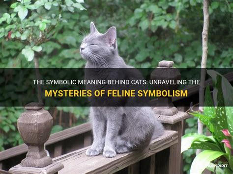 Deciphering the Symbolic Language of Feline Reveries: Unraveling the Enigmatic meaning