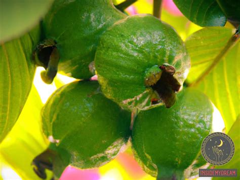 Deciphering the Symbolic Representation of Guava Trees in Dreams