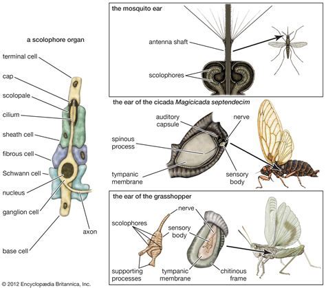 Deciphering the Symbolic Significance Linked to Dreams of Insects Invading the Auditory Canal