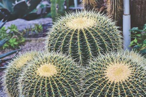 Deciphering the Symbolic Significance of Dreaming about Cacti