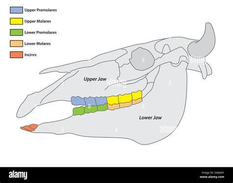 Deciphering the Symbolic Significance of Equine Dental Structures in Oneiric Manifestations