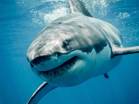 Deciphering the Symbolic Significance of Shark Bites in One's Dreams
