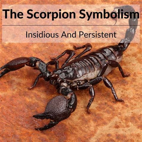 Deciphering the Symbolism: Revealing the Significance of Crimson and Ebony Scorpions in Oneiric Experiences