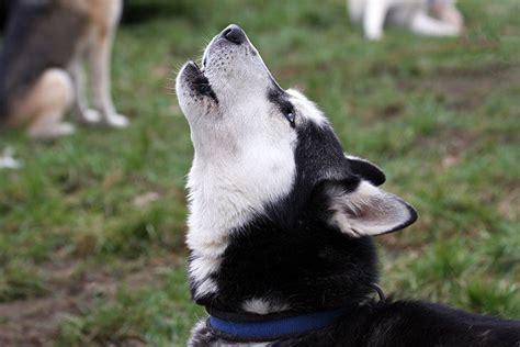 Deciphering the Various Kinds of Canine Vocalizations in Subconscious Reveries