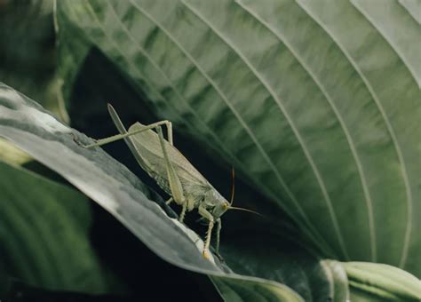 Decoding Baby Grasshopper Dreams Through the Power of Dream Journals