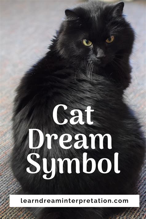 Decoding Cat Dreams: Unveiling the Hidden Symbols