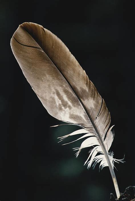 Decoding Dream Encounters with Eagles and Feather Imagery