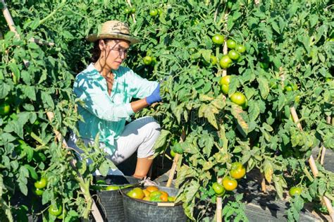 Decoding Dreams of Harvesting Unripe Produce as a Representation of Renewal