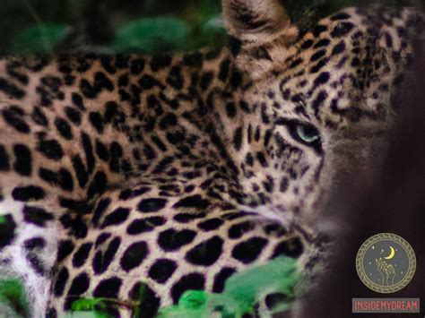 Decoding Dreams of Leopards: A Comprehensive Guide