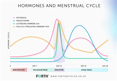 Decoding Hormone Patterns: Gaining Insight into the Role of Hormones in the Menstrual Cycle