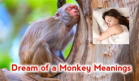 Decoding Monkey Dream Messages from the Afterlife