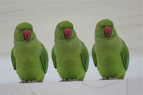 Decoding Parrot Vocalizations: Are Parrot's Sounds Meaningful?