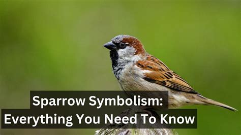 Decoding Sparrow Dreams: Unveiling the Symbolism