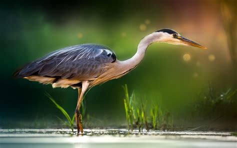 Decoding Symbolic Dreams Involving the Majestic Egret