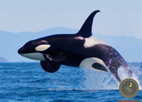 Decoding Various Types of Orca Dream Encounters