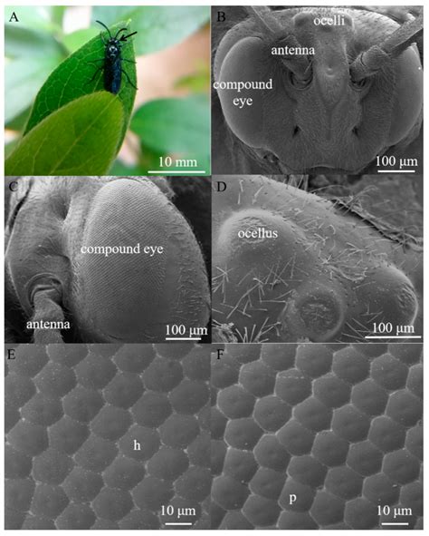 Decoding Visions of Insects Emerging From Tresses