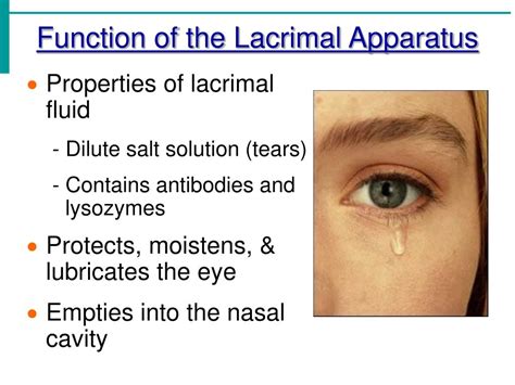 Decoding the Cryptic Significance of Lacrimal Fluid in a Gentleman's Vision