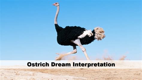 Decoding the Cryptic Significance of Slaughtering an Ostrich within the Boundaries of a Dream